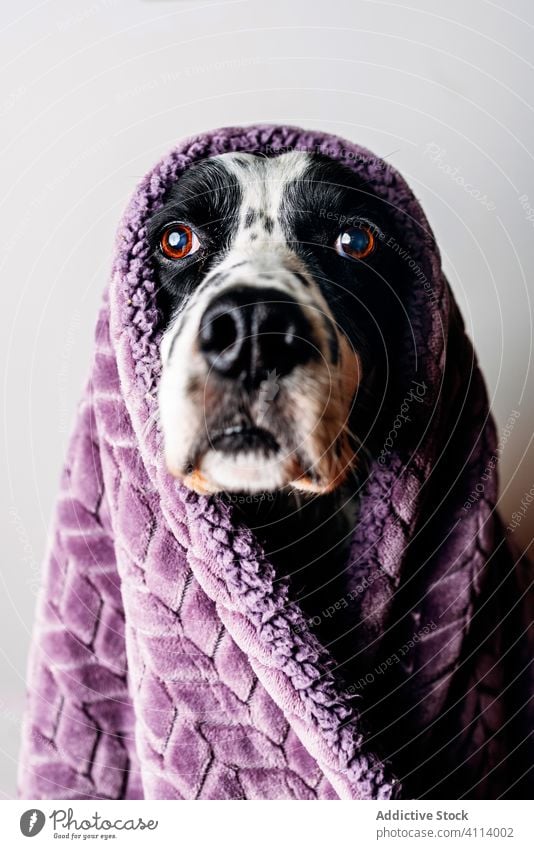 Cute dog under warm blanket wrap cute soft home cozy spot pet english setter relax rest towel domestic cloth canine cover animal modern adorable comfort wear