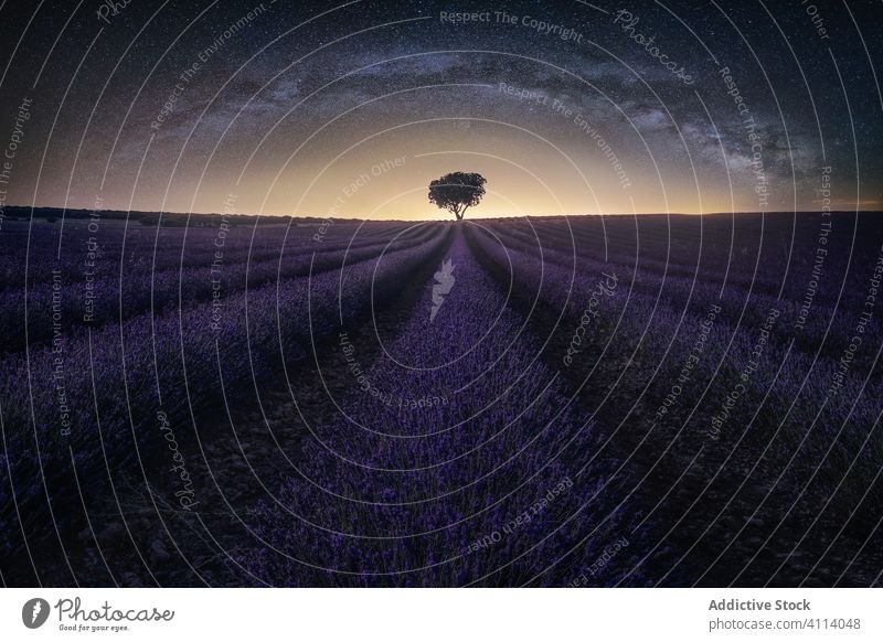 Amazing scenery of lavender field and solitary big tree at horizon at starry night sky solitude sunrise flower twilight dawn row cultivate fresh idyllic floral