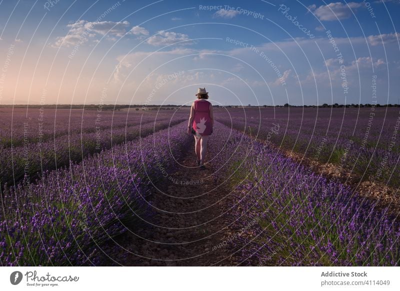 Female farmer walking along ground among rows of lavender flowers in field in sunny day woman cultivate sky farmland freedom peaceful plantation aromatic female