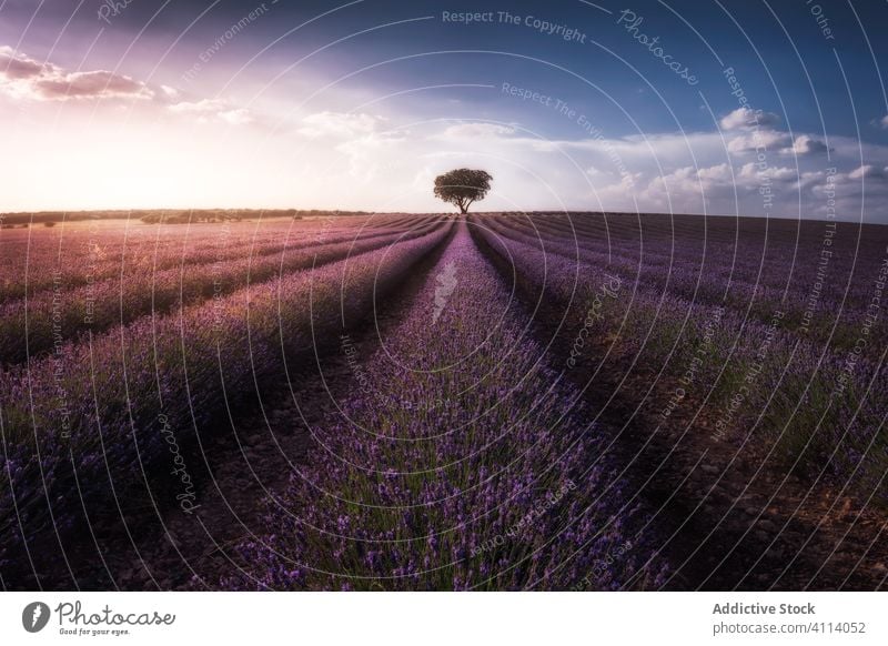 Amazing scenery of lavender field and solitary big tree at horizon at sunset sky solitude night sunrise flower twilight dawn row cultivate fresh idyllic floral