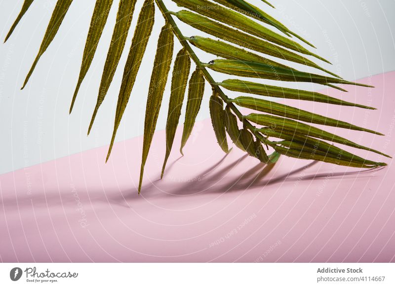Tropical plant leaf on pink and white background palm tropical green leaf summer holiday beach sea vacation concept tree shadow botany light sunny decorative
