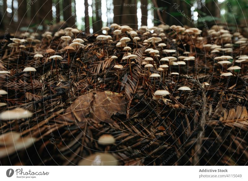 Small mushrooms growing on dirt grass nature forest ground autumn natural toxic poison botanical plant botany foliage fungus vegetation horizontal copy space