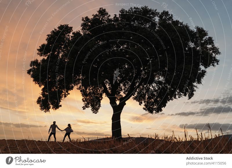 Anonymous couple under tree during sunset date sky cloudy holding hands silhouette woman sundown romantic nature love lifestyle boyfriend girlfriend evening
