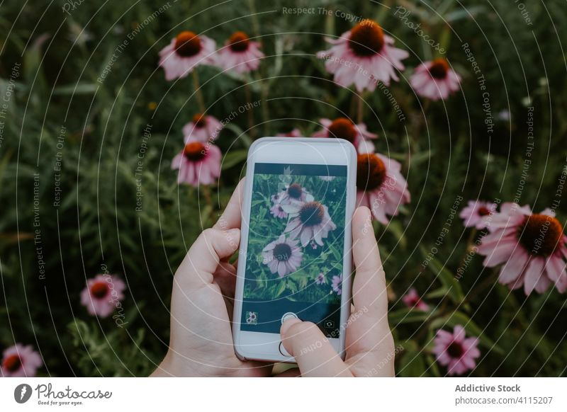 Anonymous woman taking picture of flowers take photo smartphone garden bloom hand summer nature gadget device blossom female using plant flora mobile park