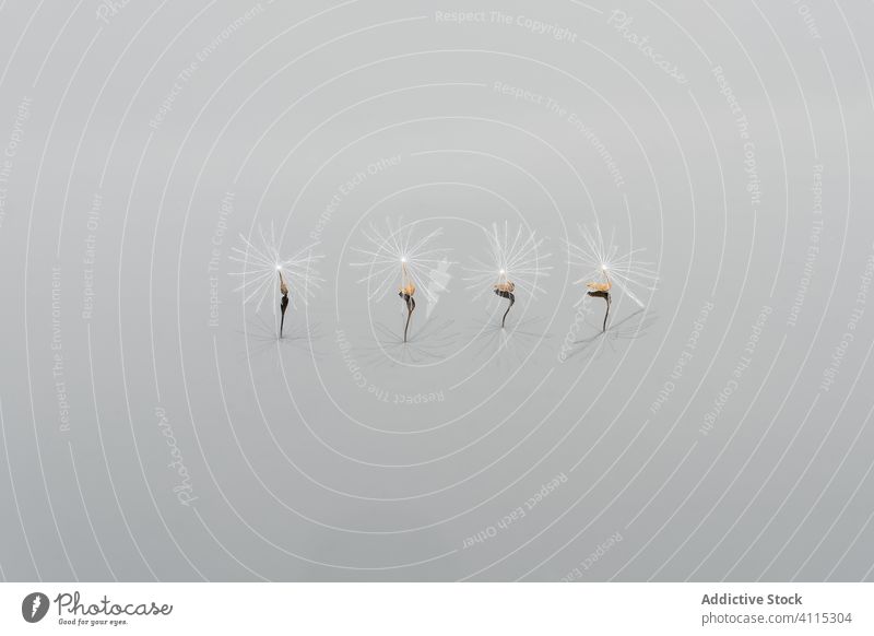 Light spores of taraxacum on white background dandelion minimalism weightless reflection ecology pappus blowball detail row seed vegetate fragment growth