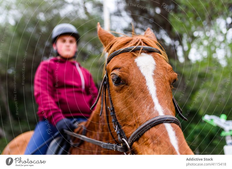 Horse with teen rider on back horse dressage arena jockey overweight countryside training school equestrian chestnut obedient friend horseback animal plump fat