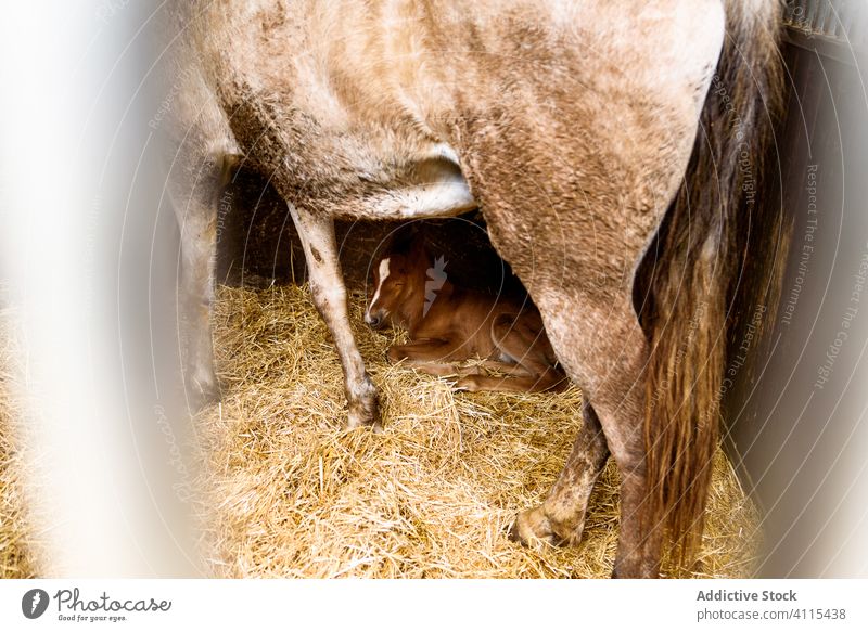 Foal lying on hay near horse foal stall ranch floor cute stable animal mother baby agriculture livestock shed straw barn countryside mammal roan bay rustic heap