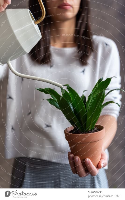 Woman watering dracaena plant pot flower holding woman hands florist gift floral white indoor background person female bloom botanical flowers green girl