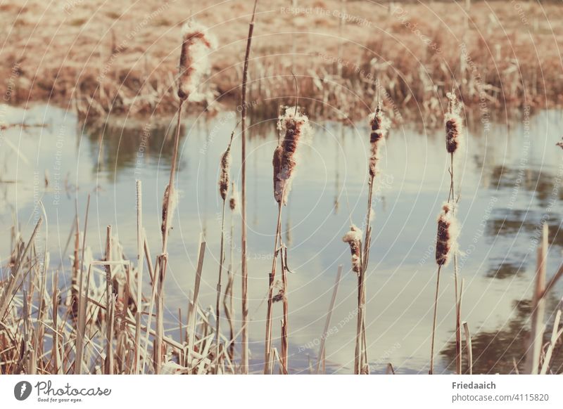 Cattail by the pond Pond Cattail (Typha) Shore of a pond Exterior shot Nature Water Plant Environment Close-up Colour photo