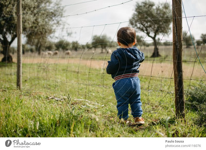 Rear view child looking at sheeps Child 1 - 3 years Caucasian Curiosity Rural Rural Scene Joy Nature Toddler Exterior shot Human being Colour photo Infancy