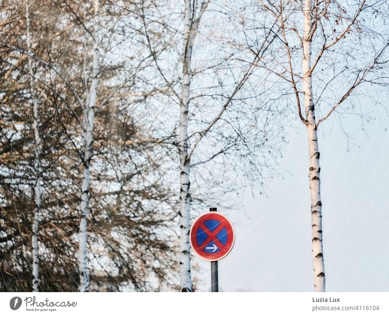 no stopping under birch trees No standing Signs and labeling Road sign birches Spring Blue sky Transport Colour photo Exterior shot Signage Deserted Day Safety
