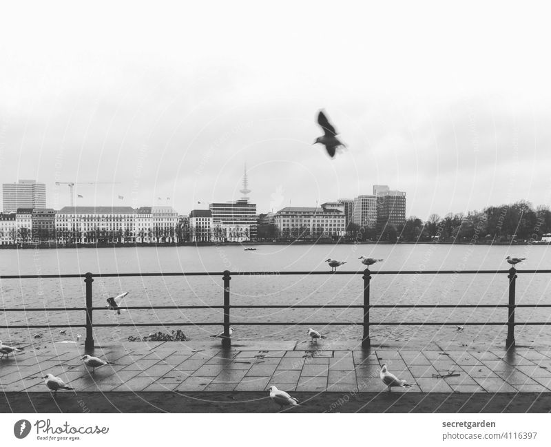 air traffic Alster Banks of the Alster Water Wet Seagull Pigeon birds animals Bird Exterior shot Flying Grand piano White Sky Covered Clouds Horizon Town