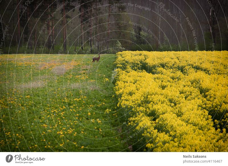 canola field background with deer animal Wild animal Animal Roe deer Deer Exterior shot Abstract agriculture beautiful biofuel blooming blossom blue cloud crop