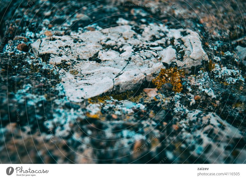 texture of a rock with different colors for a background sedum nobody garden flora macro floral outdoor plant flower stone leaf natural succulent decorative