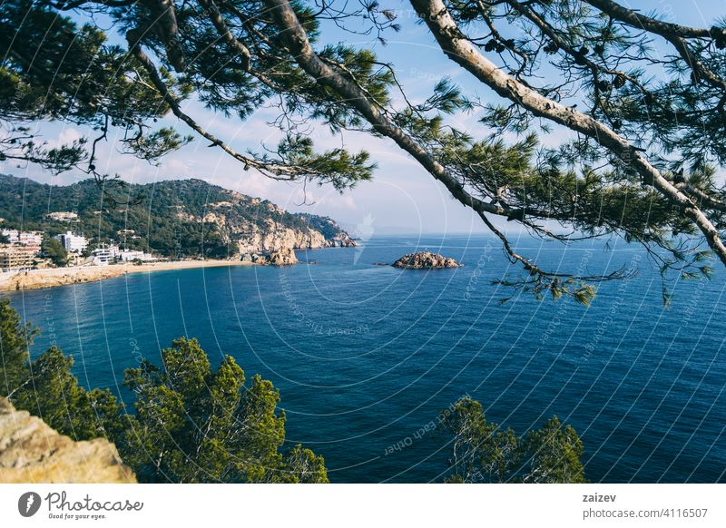 landscape of beaches and coves of the spanish costa brava views sea water mediterranean catalonia trees grove trunks branches leaves fruits twisted silhouette