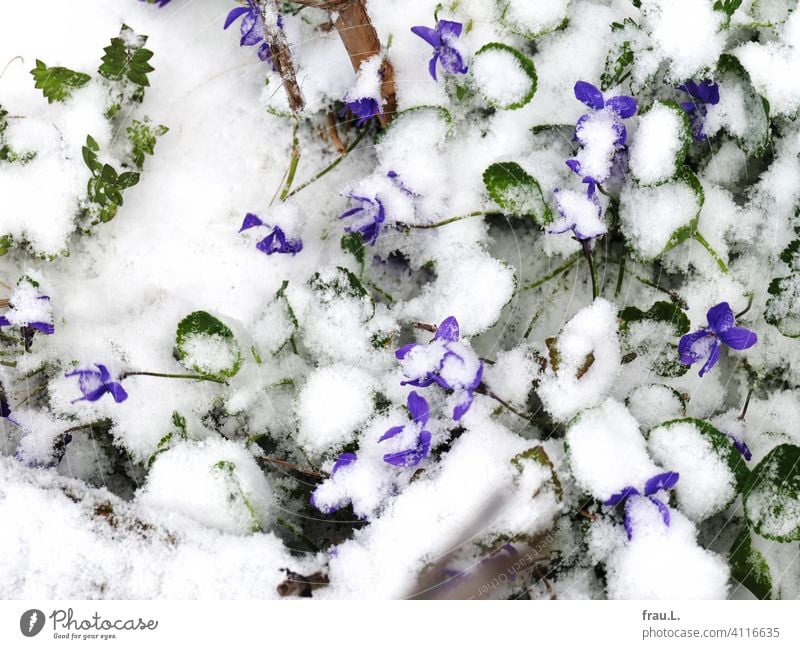 Violets in the snow Balcony Terrace Blossom blossom Spring April leaves