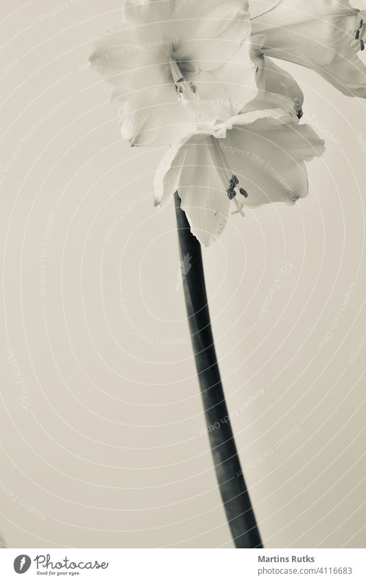Amaryllis belladonna curve growth vertical delicate lily houseplant springtime single object floral flower pot leaf beauty single flower white background nature