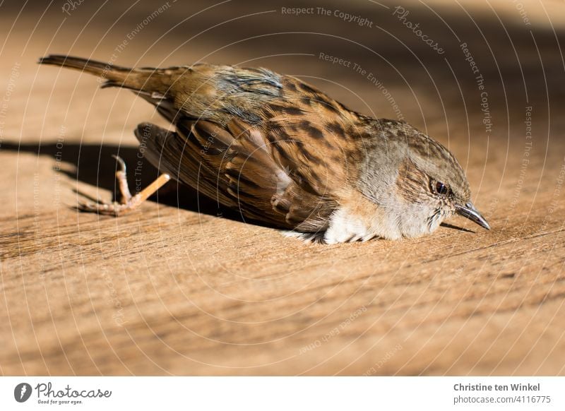 A dead hedge sparrow lies in the sunshine on a wooden table Hedge Accentor Bird Widvogel garden bird deceased Prunella modularis Brownflies met with an accident