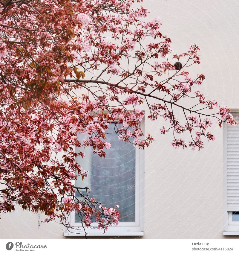Cherry blossom: delicate ornamental pink cherry blossoms, in front of a sunlit white house wall with windows Ornamental Cherry Blossoms Spring Delicate Bright