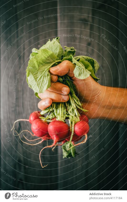 Crop person with a bunch of fresh radish healthy green diet show wall leaf wooden organic vegetarian vitamin timber black lumber food wellness meal demonstrate