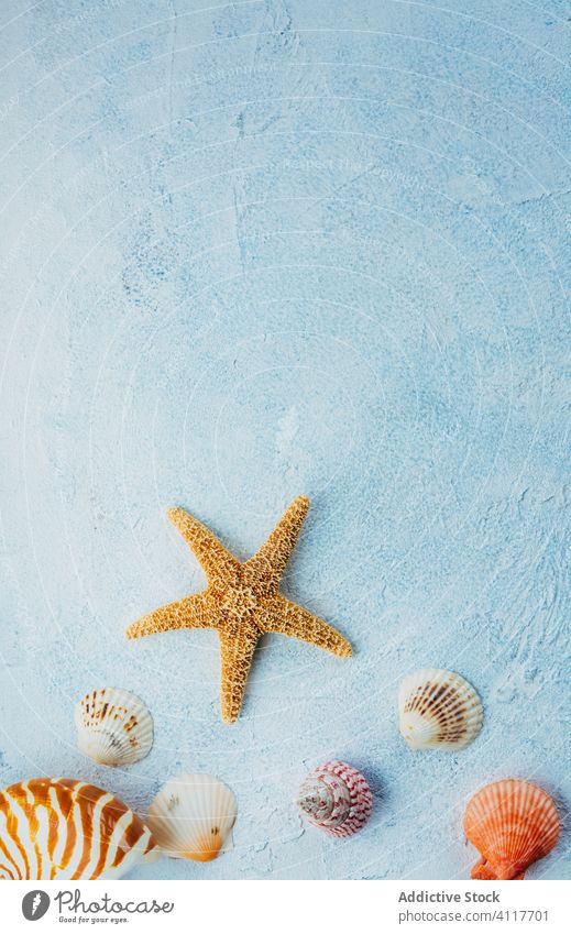 Seashells and starfish on plaster surface seashell summer composition colorful dried stucco bright souvenir ocean decoration collection set arrangement layout