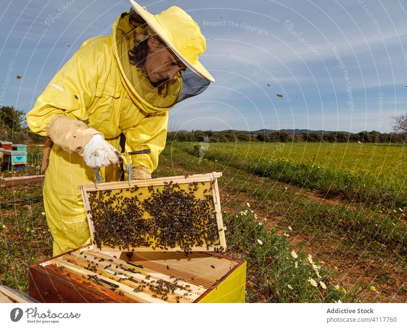 Beekeeper checking honeycomb frame on apiary beekeeper beehive work woman inspect tool examine professional summer season job occupation process busy skill