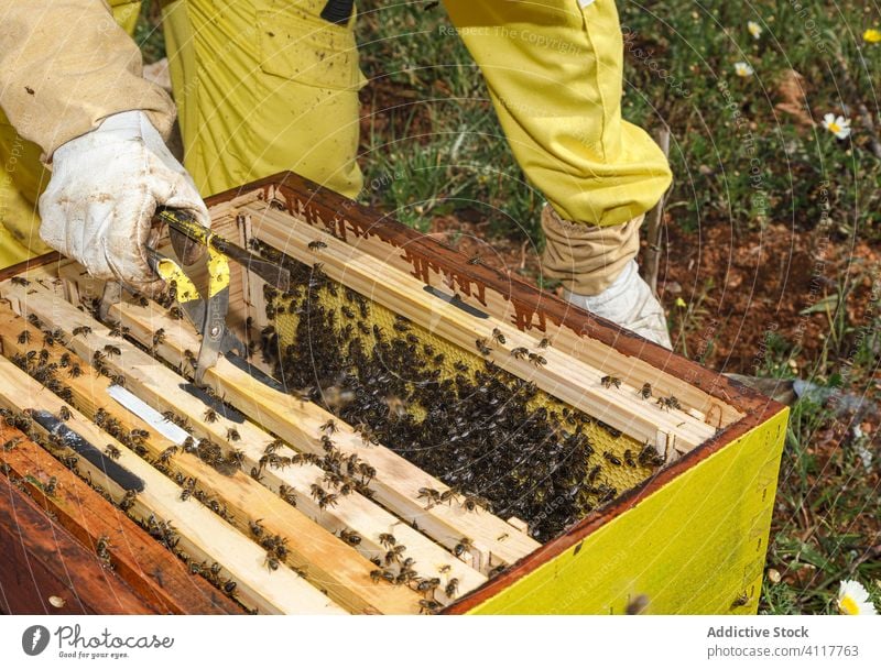 Anonymous beekeeper checking honeycomb frame on apiary beehive work woman inspect tool examine professional summer season job occupation process busy skill