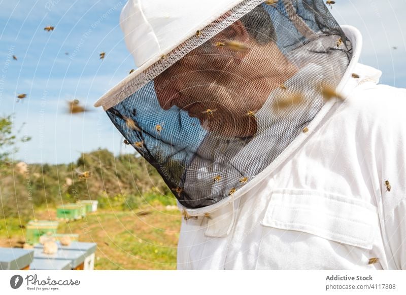 Male beekeeper working in apiary in sunny day man field work wear uniform protect summer mask costume male adult mature senior white worker safety serious green