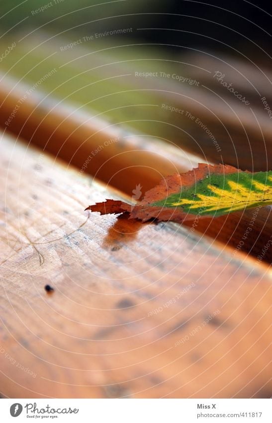 A Bladl Autumn Leaf To dry up Autumn leaves Beech leaf Autumnal colours Park bench Wooden board Early fall Lie Colour photo Exterior shot Close-up Detail