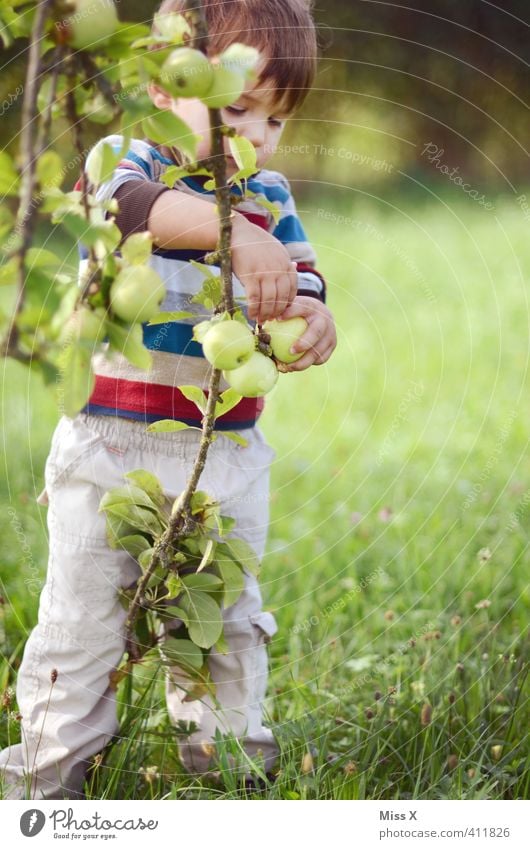 harvesters Food Fruit Apple Nutrition Organic produce Garden Human being Child Toddler Infancy 1 1 - 3 years 3 - 8 years Autumn Tree Fresh Healthy Delicious