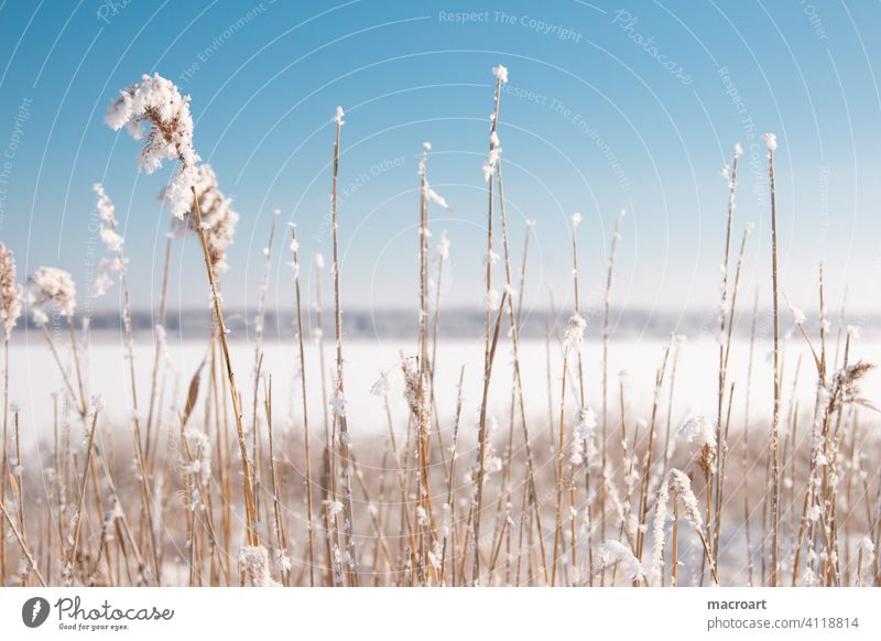 Reeds at Wallendorf Lake in winter reed grasses Snow Ice wallendorf Frozen surface 2020 Nature Blue sky chill Saxony Anhalt