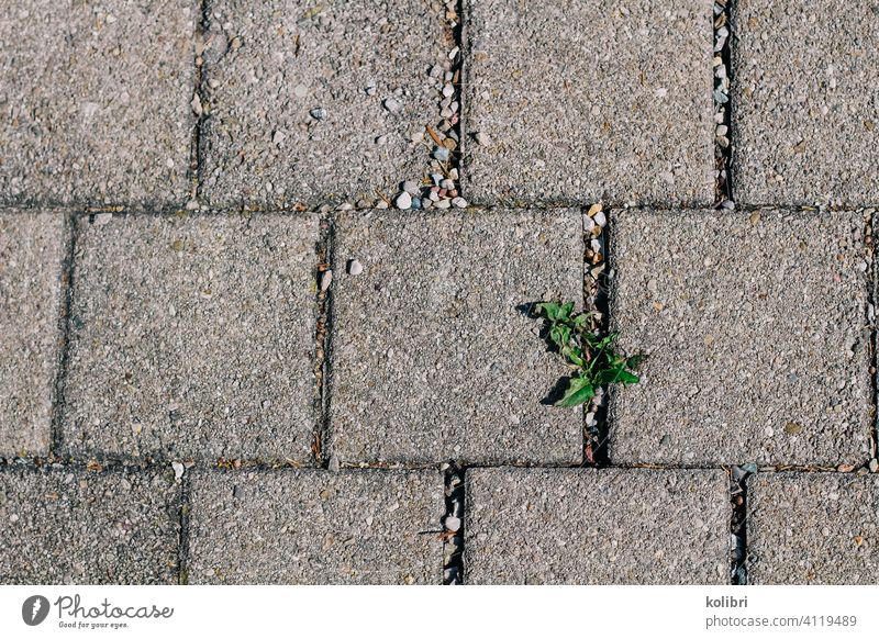 Small plant or weed growing between paving stones Paving stone Plant Dandelion Cobbled pathway Weed grey background steep Growth Colour photo Exterior shot