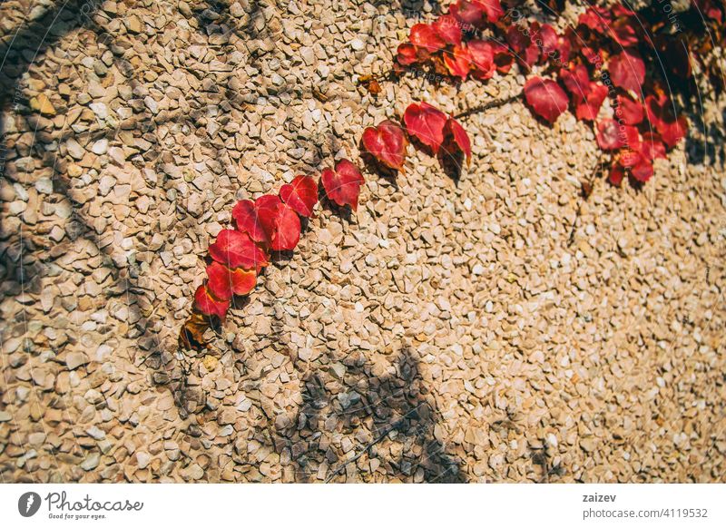 red autumn leaves of parthenocissus climbing up the wall Parthenocissus tricuspidata change close up grunge inspiration outside vibrant vine grape covering