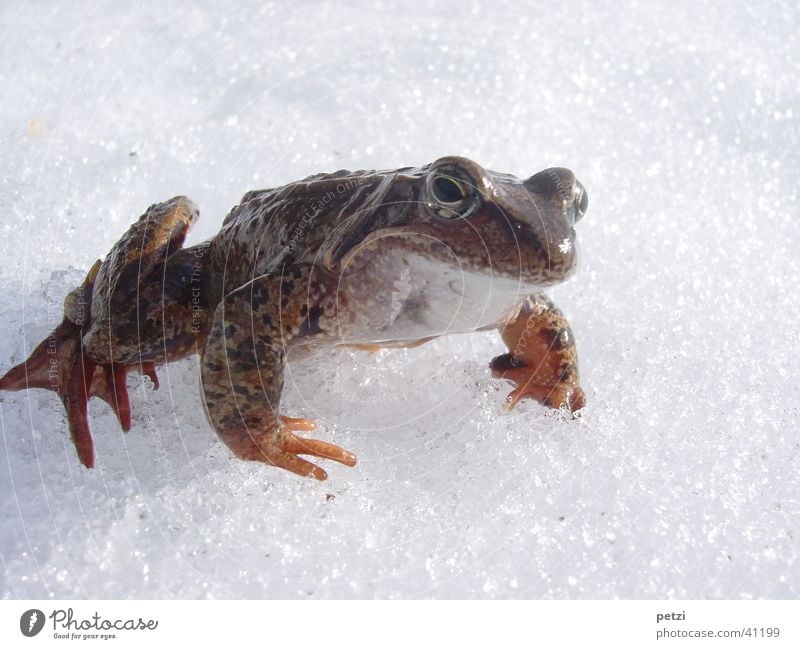 Frog in the snow Snow Cold In transit Smoothness crystals Colour photo Exterior shot Detail Copy Space top Copy Space bottom Neutral Background Worm's-eye view