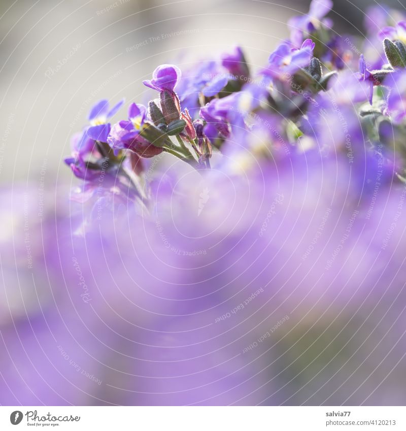 purple flowers with a lot of blur Violet Nature pink Blossoming Flower Spring Garden Shallow depth of field Summer Plant blurriness Fragrance Copy Space bottom