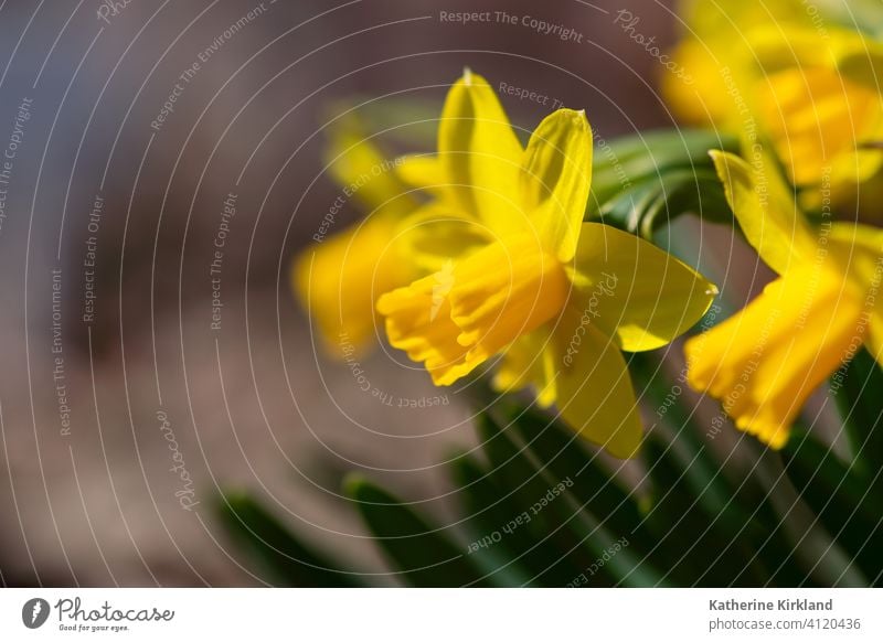 Bright Yellow Daffodil daffodil group yellow brown Flower Spring Seasonal plant leaf Blooming Garden Gardening narcissus Fresh freshness copy space bunch Nature