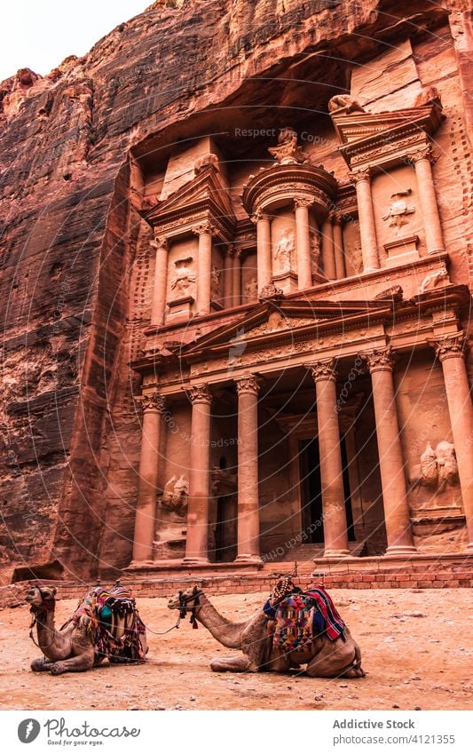 Camels on ground against ancient temple carved in rock architecture historic old stone building tourism camel petra jordan middle east culture heritage facade