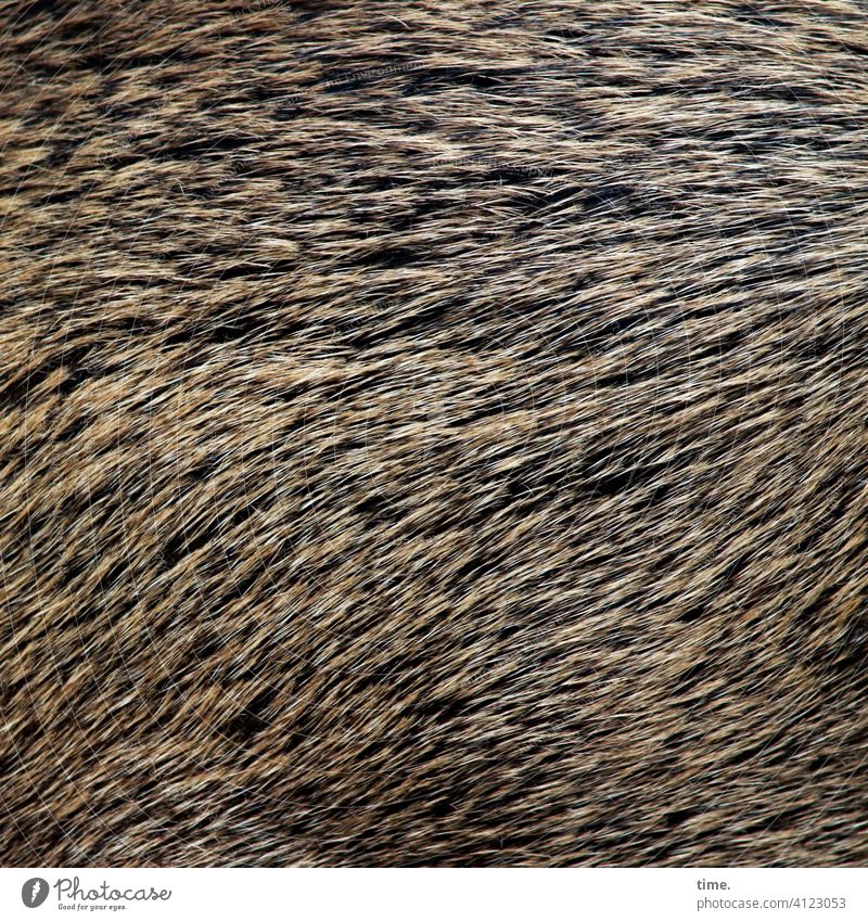 Lifelines #141 Wild boar Pelt Bristles Wild animal shaggy Animal hair animal hair Pattern structure fluid Brown Black