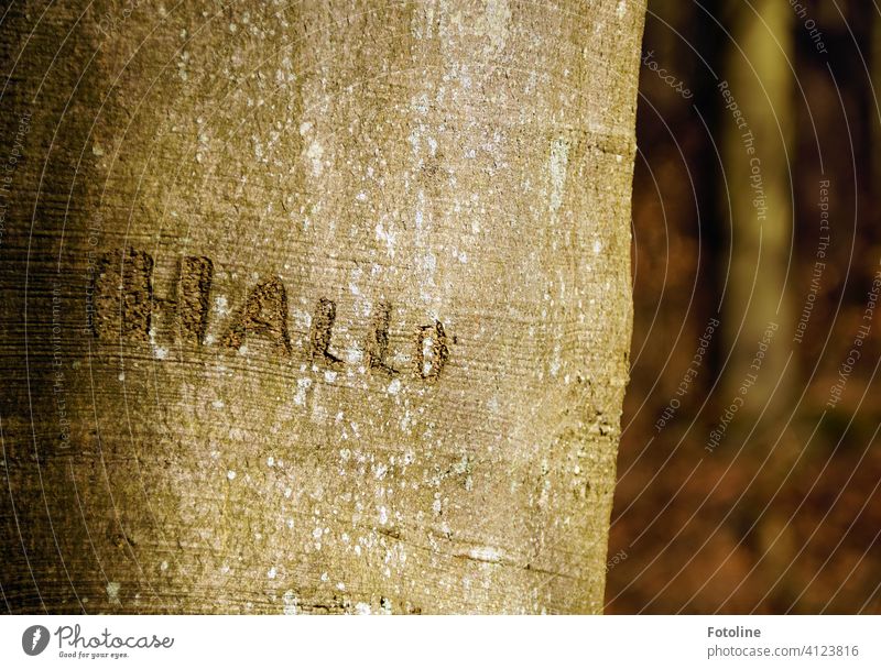 "HELLO," someone carved into the tree. Tree Tree trunk Tree bark Nature Forest Exterior shot Colour photo Deserted Day Environment Plant Brown naturally Wood