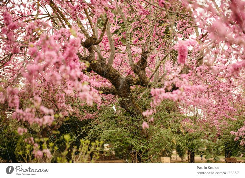 Cercis siliquastrum tree Deciduous tree Blossom Blossoming Spring Spring fever Spring flower judas tree Tree Nature Plant Colour photo Exterior shot Pink Flower