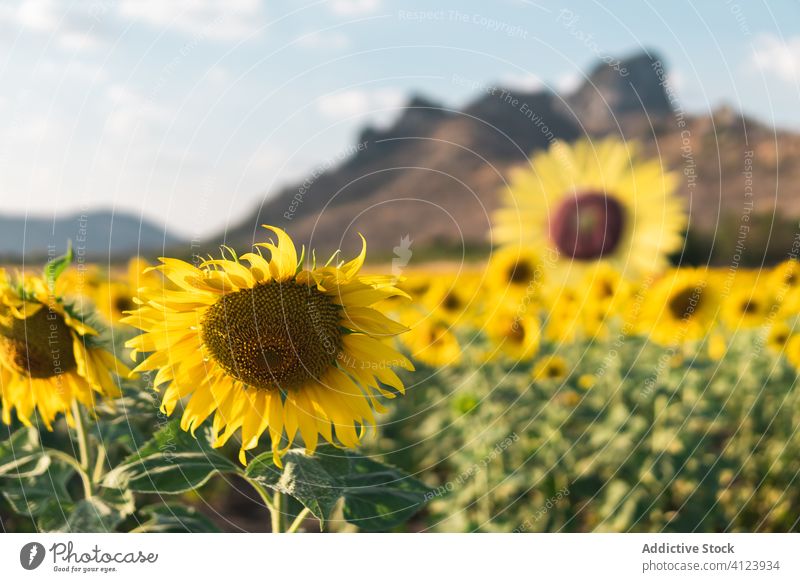 Colorful sunflower on green meadow colorful field yellow lush landscape grass plant countryside hill cloudy beautiful warm day nature summer sky flora