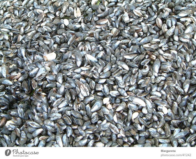 shell pattern Mussel Beach Pattern Background picture Structures and shapes Bird's-eye view