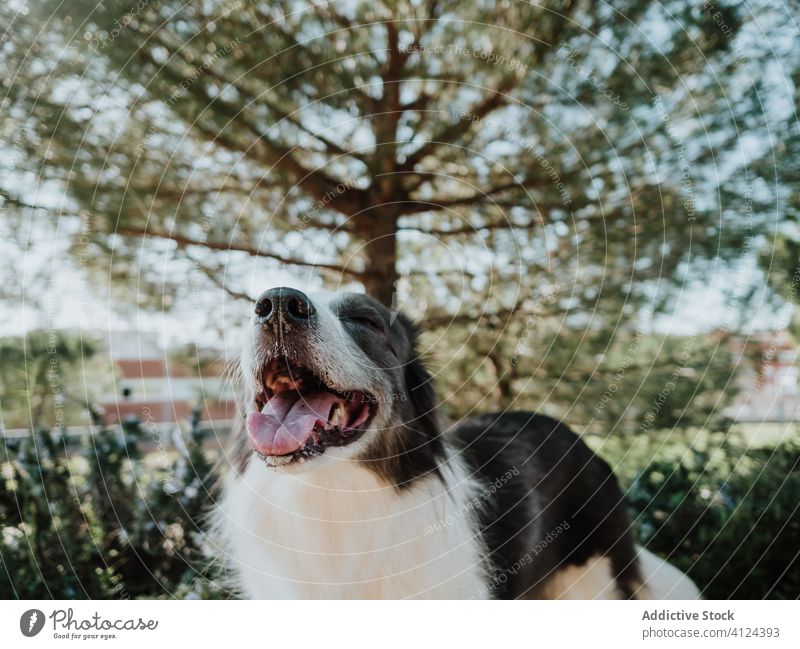 Funny black and white dog standing roadside in summertime curious park stroll happy border collie funny sidewalk companion friend flowerbed street sunny animal