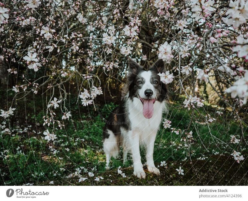 Funny black and white dog standing roadside in summertime curious park stroll happy border collie funny sidewalk companion friend flowerbed street sunny animal