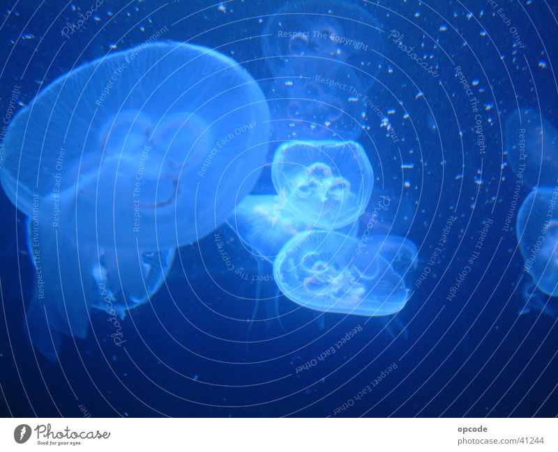 Ambient Jellyfish Ocean Underwater photo