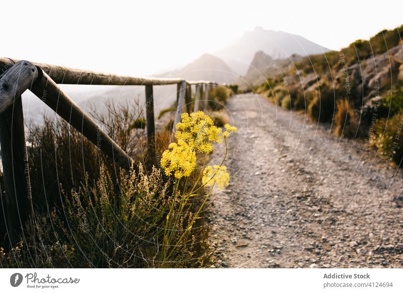 Wildflowers growing near road in countryside path mountain fog landscape nature fence flora wildflower way mist rural environment calm scenic plant route hill