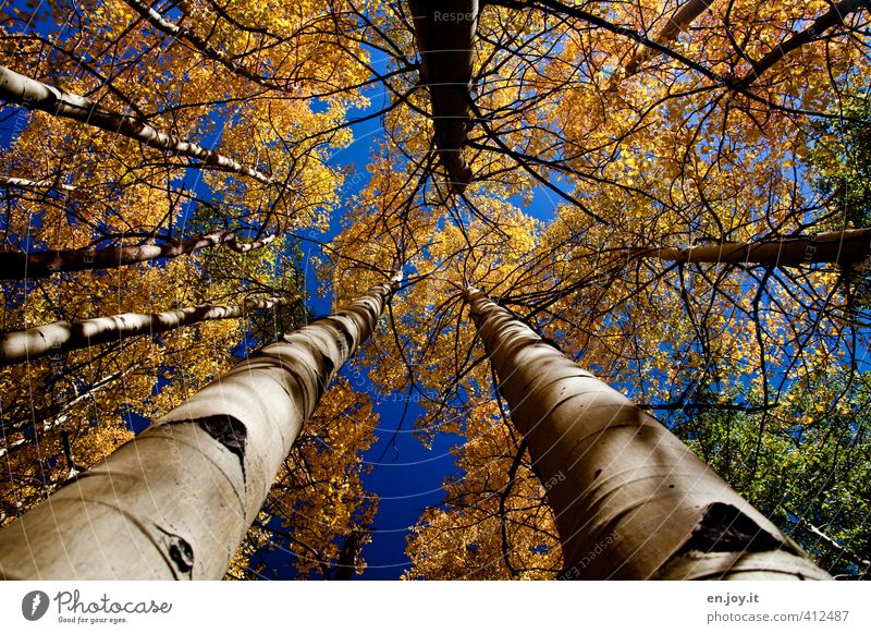 Autumn Environment Nature Landscape Plant Sky Climate Climate change Weather Tree Aspen Colorado Autumn leaves Tree trunk Tall Forest Growth Blue Yellow