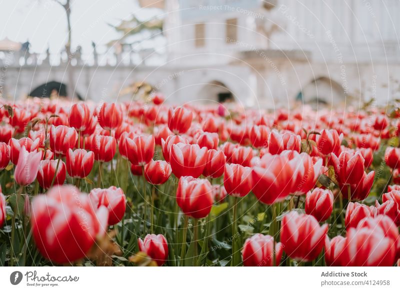 Blooming red tulips growing on flowerbed blossom fragrant garden bloom colorful oriental large fresh street natural istanbul turkey exterior floral outdoors