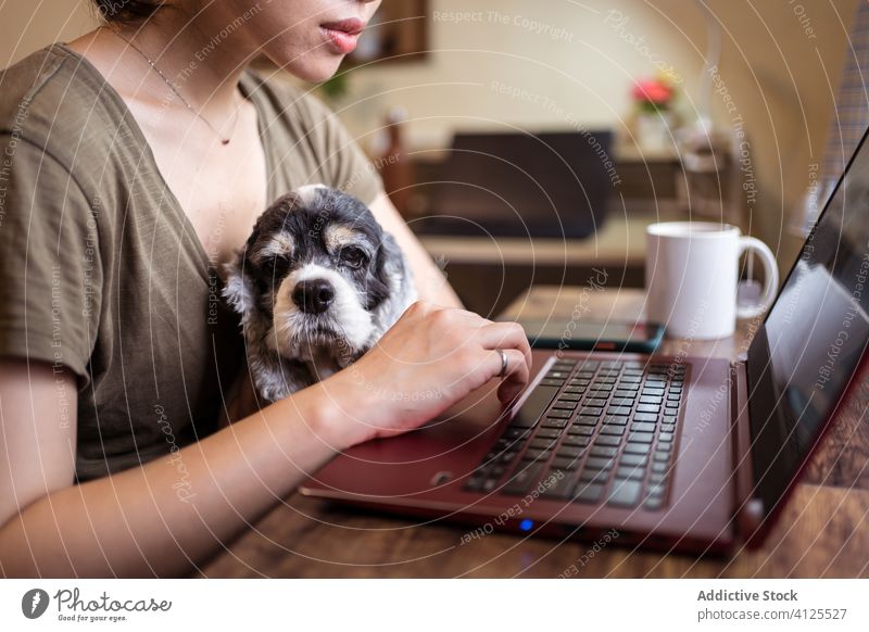 Busy Asian female entrepreneur working on laptop in home office woman project multitask using ethnic asian typing sit dog domestic pet friend serious busy chair