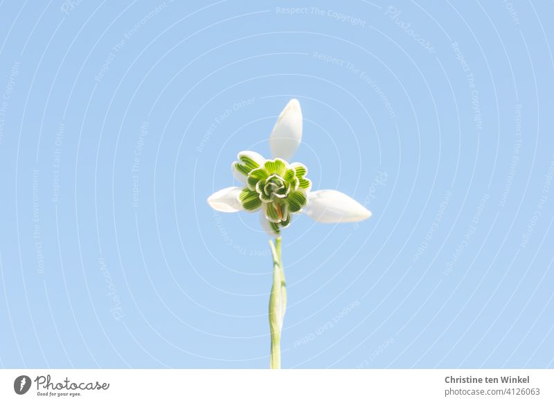 filled snowdrop in sunlight against light blue sky Snowdrop Blossom Beautiful weather Winter Spring Sunlight Romance Spring fever naturally Small Near Happiness